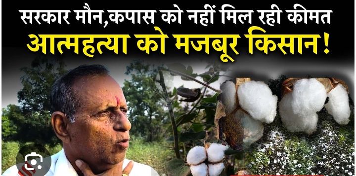 कपास किसानों की बर्बादी : किसकी उंगलियां घी में?! 